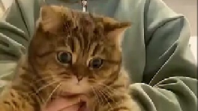 吓死喵了，原来只是一场梦啊，还好醒的快，不然就被洗澡了