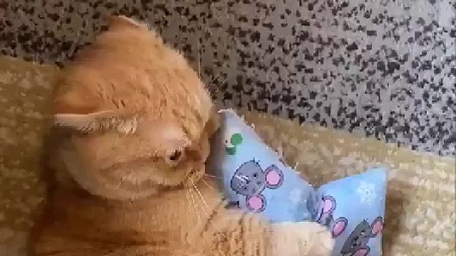 凶凶的猫咪！！