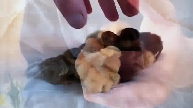 大叔的鸟蛋孵化了，从此开始细心喂养，最后一幕感觉付出都有回报