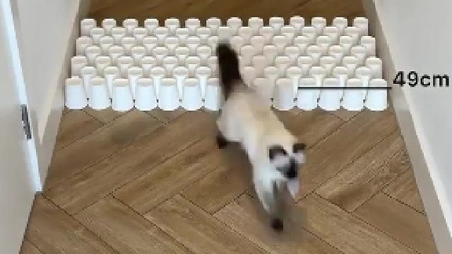 两种不同思维的猫猫