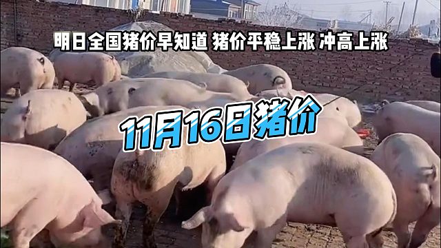 明日11月16日全国猪价早知道！明日猪价平稳上涨 生猪价格冲高上涨#猪价行情 #明日猪价 #养猪