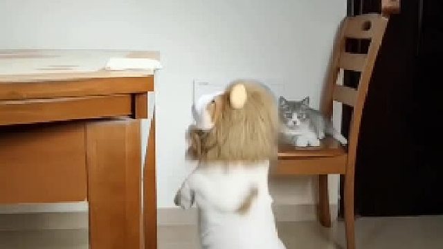 事实证明，腿短不代表一切。