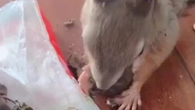 松鼠：虽然我不是人，但你是真的小狗