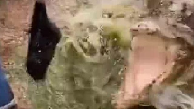 这是嫌自己活太久了吗？