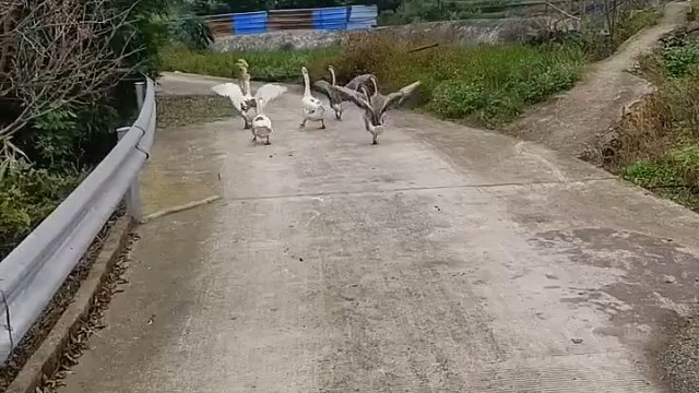 好奇怪，十一月梨花开