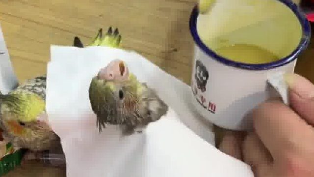 鹦鹉喂奶