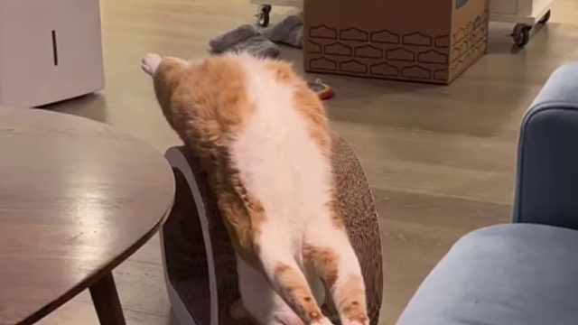 猫的日常反向操作