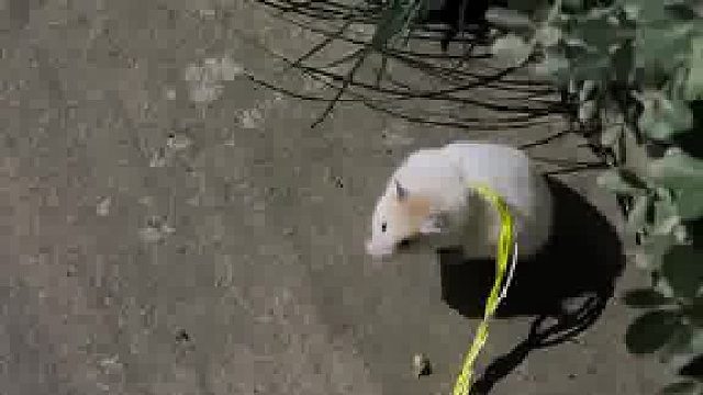 当我遛仓鼠碰到猫咪时