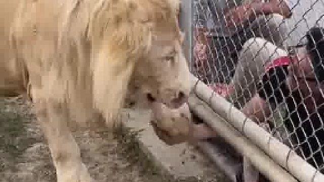 狮子：没开美颜不要拍照