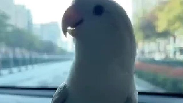 带小鸟出门会很开心