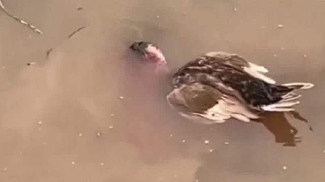 鸭子正在经历一场噩梦