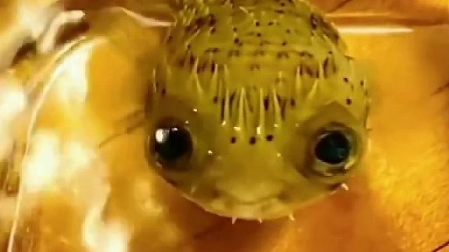 国外小哥买了一只可爱的小河豚当宠物，精心照顾下小河豚变得乖巧懂事