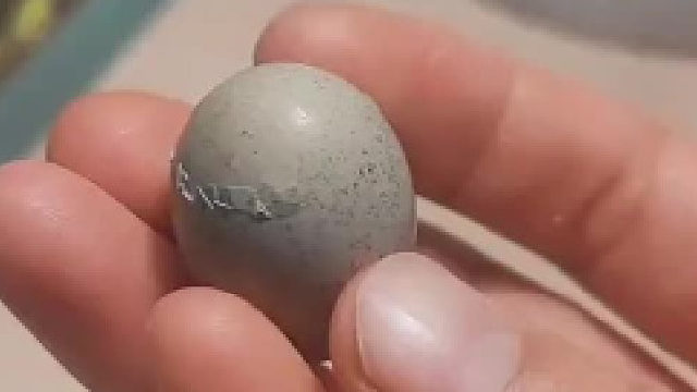 原来小鸟是这样破壳而出的