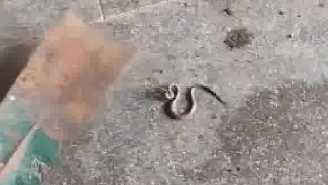 被咬一口应该没事吧