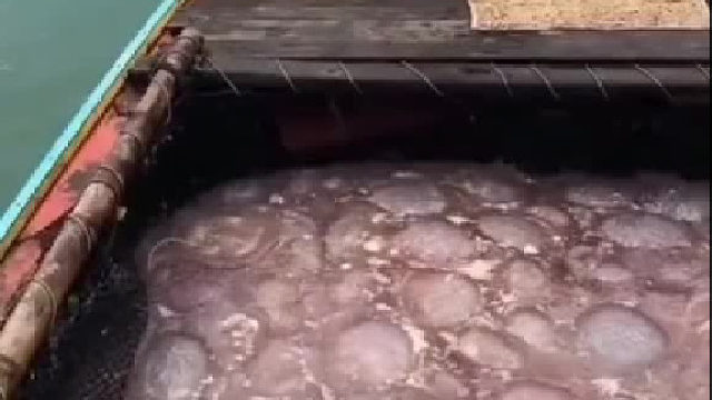 这捞的真舒服啊