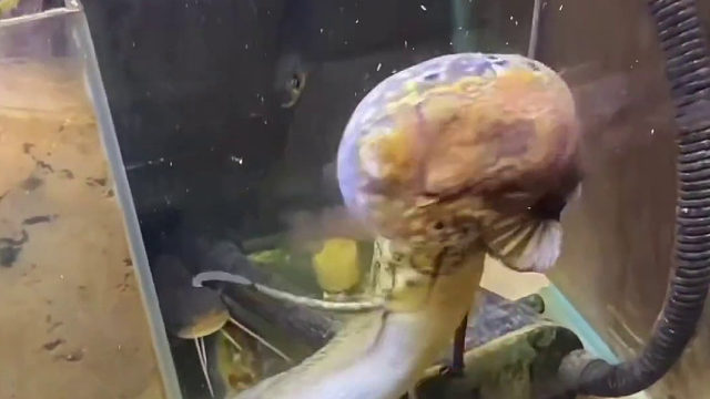 原来关键时刻是保命用的啊