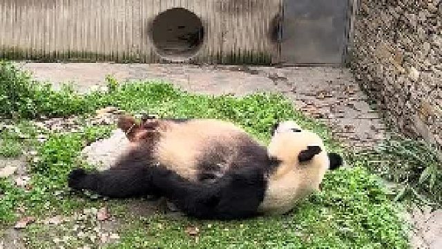 这么多老鼠，而且成群结队的跑来跑去也太夸张了