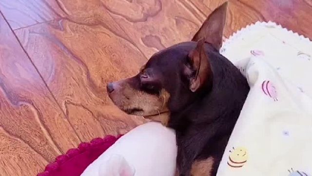 毛孩子被我气疯了