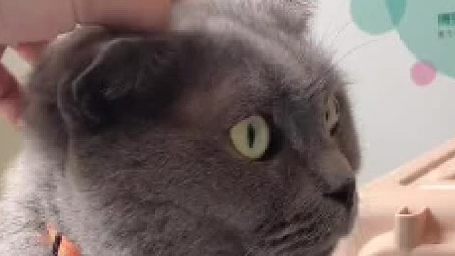 蓝猫上班第一天就遭遇职业生涯大危机