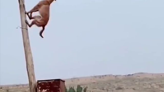 狗：都是演的，不信谣不传谣！