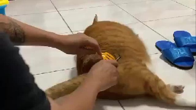 煎腿肉，有人要来一块吗？