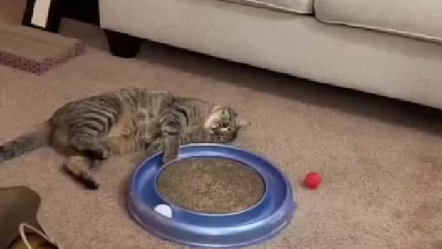 看到它这样……顿时就没劲儿了