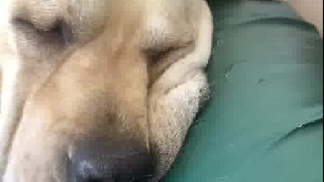 原来小狗也有鬼压床的吗？面对美食诱惑努力半天也没能成功开机，哈哈哈哈也过于可爱了些！