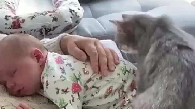 小宝宝趴在主人身上睡觉，猫也跳上来讨摸摸