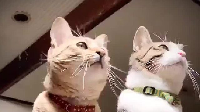 有只蜻蜓飞进了家里，两只猫咪的动作开始神同步！