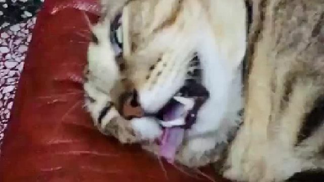 这猫坏掉了！！