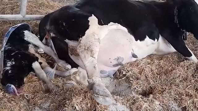 到底是真是假03