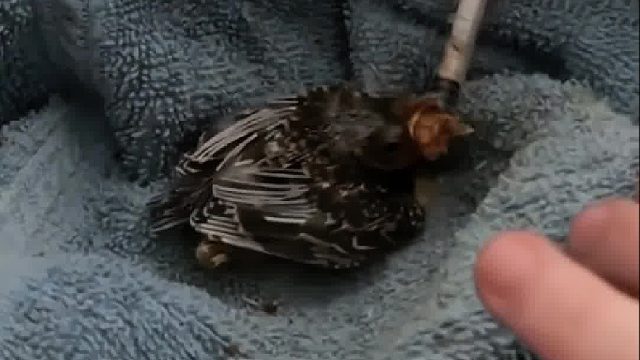 国外小哥捡到一只小鸟，养大后惊艳了所有人