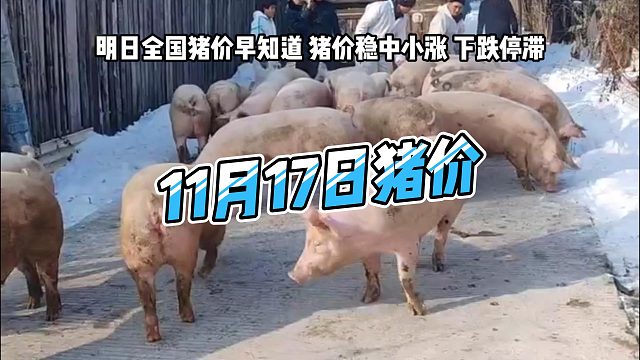 明日11月17日全国猪价早知道！明日猪价稳中小涨 生猪价格下跌停滞#猪价行情 #明日猪价#三农养猪