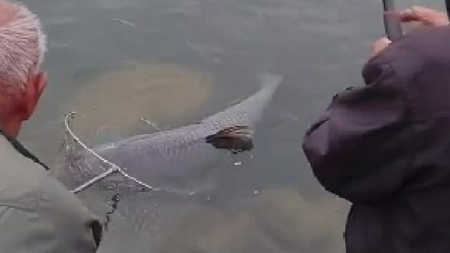 不愧是大爷，这么大的鱼