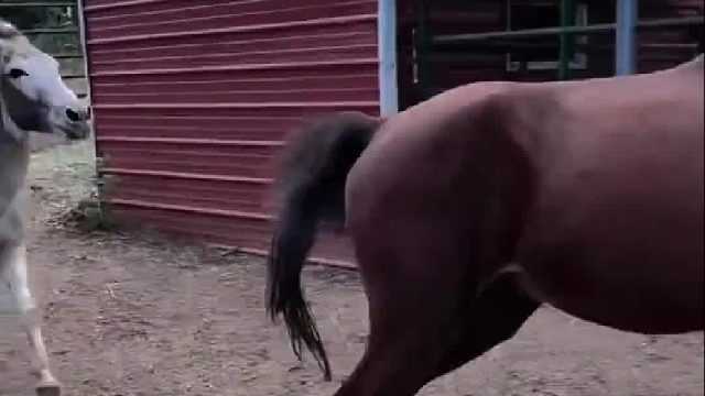 “小毛驴被马欺负哭了”