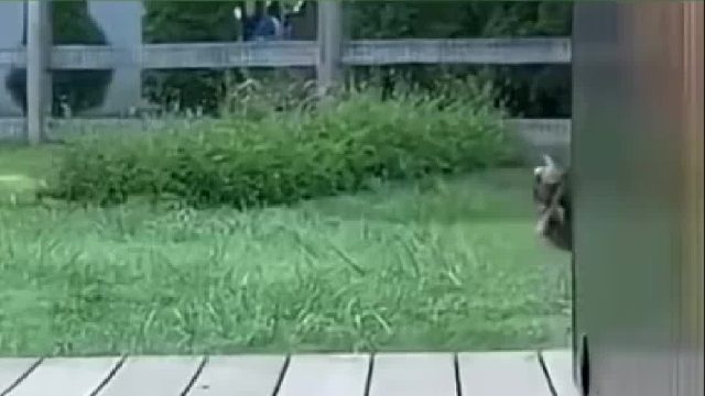 捡那么多叶子干嘛