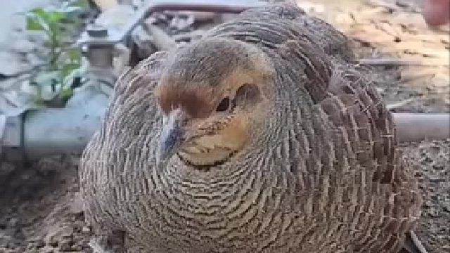 母子几个我都养了