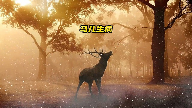 马儿的玉足上居然涨了一个足球一样的大脓包