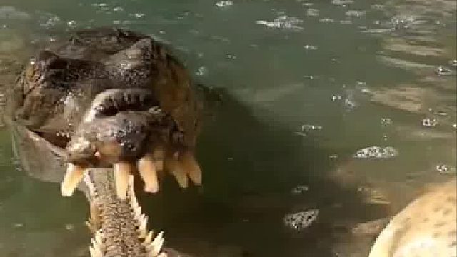 这是什么品种的鳄鱼，哪位高人出来科普一下