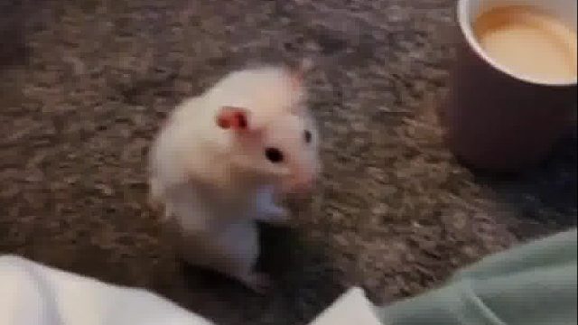 女朋友分手留下一只小仓鼠，失恋小哥没能给自己一个交代，却给了它一个温馨的小窝