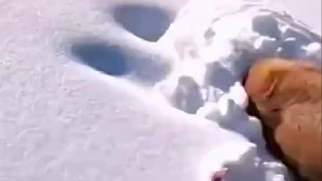 知道雪地洗皮草是怎么来的了吧