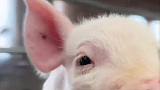 哈哈哈哈哈飞起来了给这小猪高兴坏了