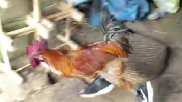 看土味视频品百味人生