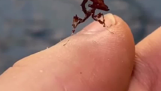 小小只的龙螳螂，来自南美洲森林