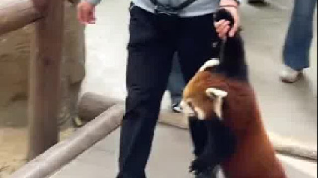 出逃被逮的小可爱