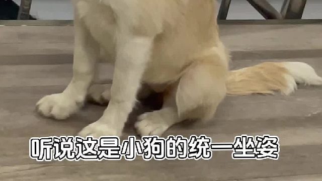 只有我家狗狗坐的好端正啊！！#萌宠出到计划#边牧#可爱萌宠