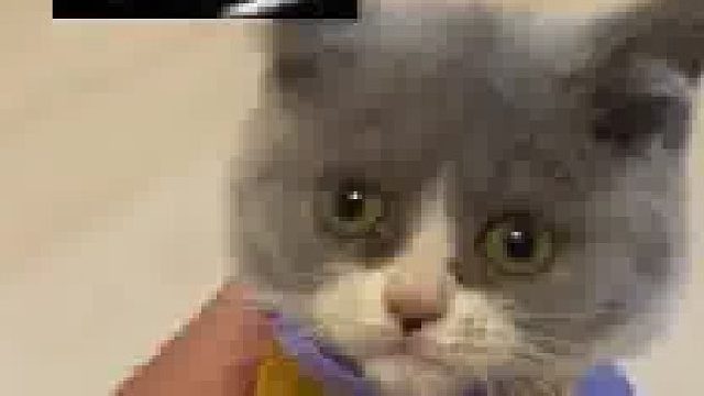 这样把喵喵绑起来掏耳朵确实出乎了我的认知，感觉它肯定不舒服