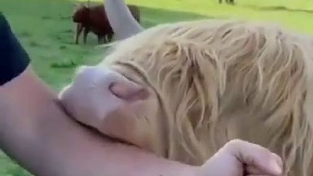 牛是没有上排牙的