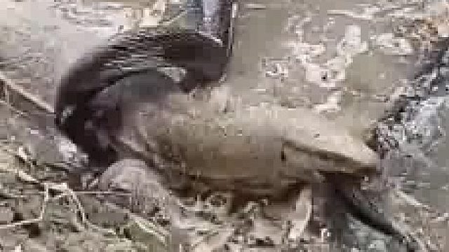 此时此刻很想哭的蛇，遇到了个蛮横的主儿