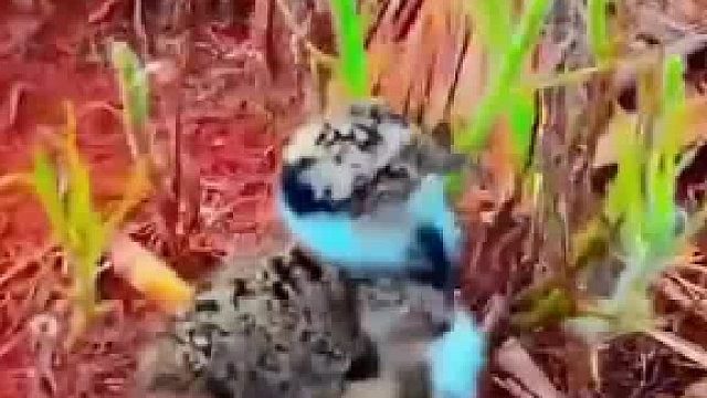 小家伙勇敢的向妈妈奔跑……